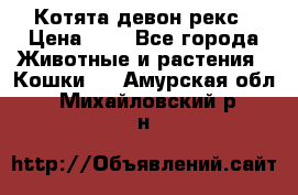 Котята девон рекс › Цена ­ 1 - Все города Животные и растения » Кошки   . Амурская обл.,Михайловский р-н